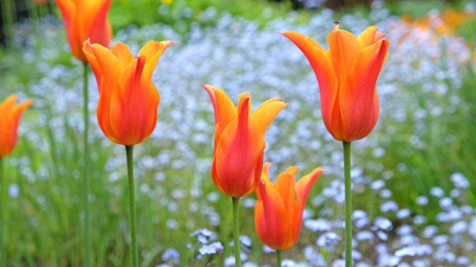 Liliovité tulipány