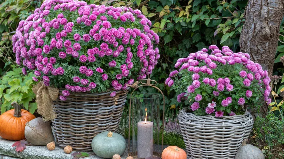 Chryzantémy v nádobách