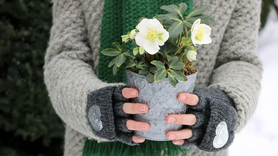 Čemeřice jsou zimní královny zahrad