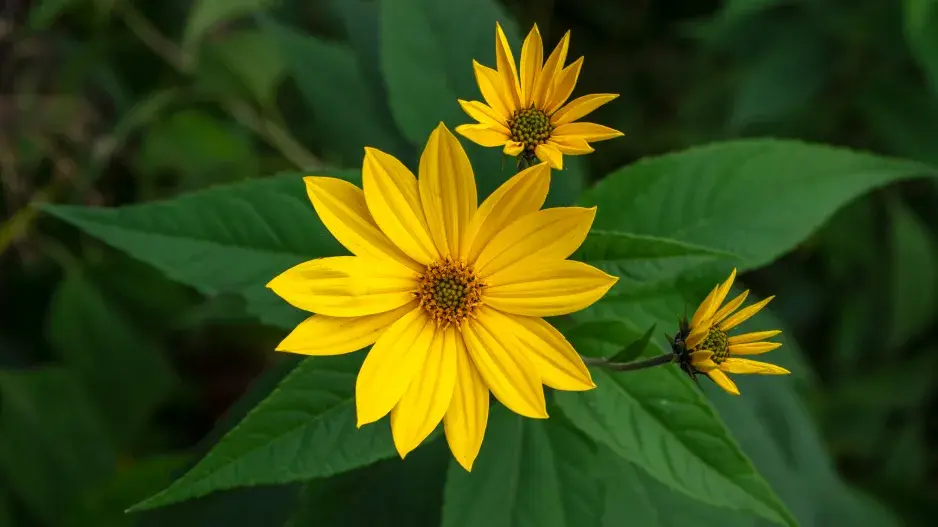 Topinambur připomíná slunečnici