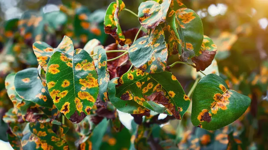 Rez hrušňová neboli mor hrušní