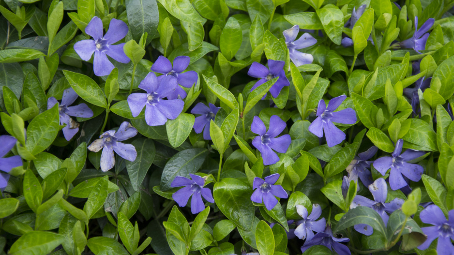 Barvínek (Vinca sp.)