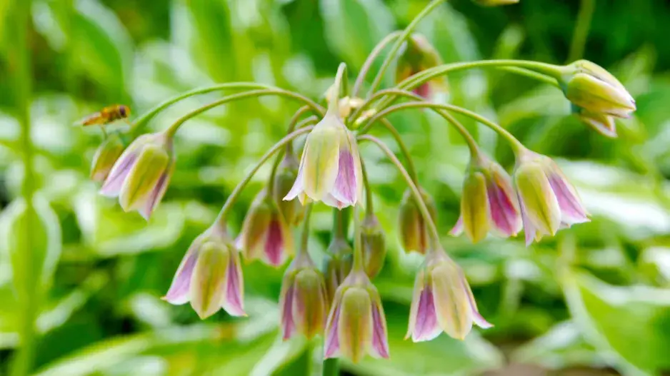 Nectaroscordum siculum Nectaroscordum siculum