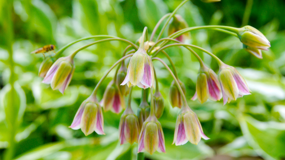 Nectaroscordum siculum