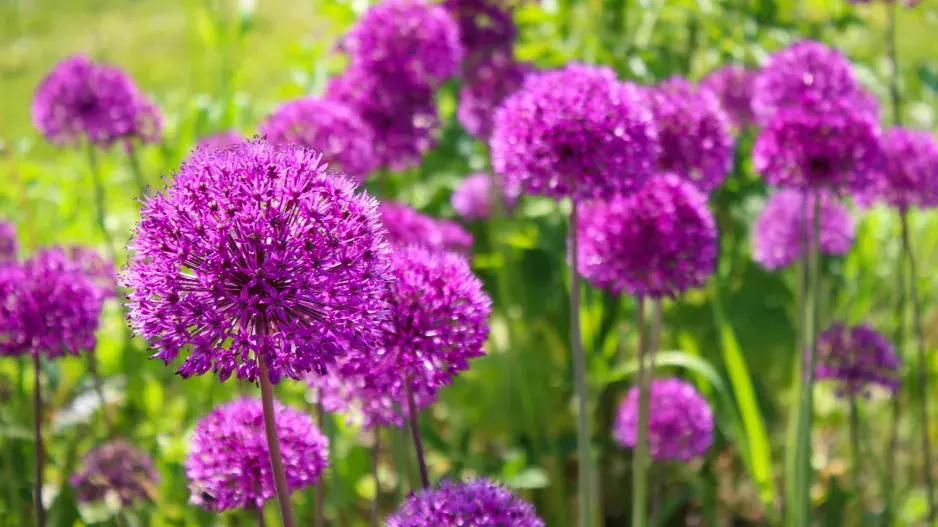 česnek obrovský česnek obrovský