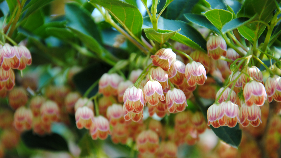 Enkianthus