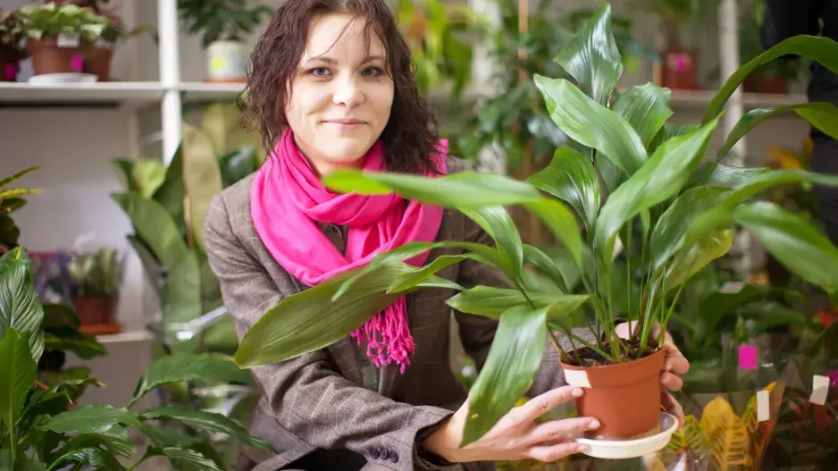 Pokojové rostliny pro začátečníky