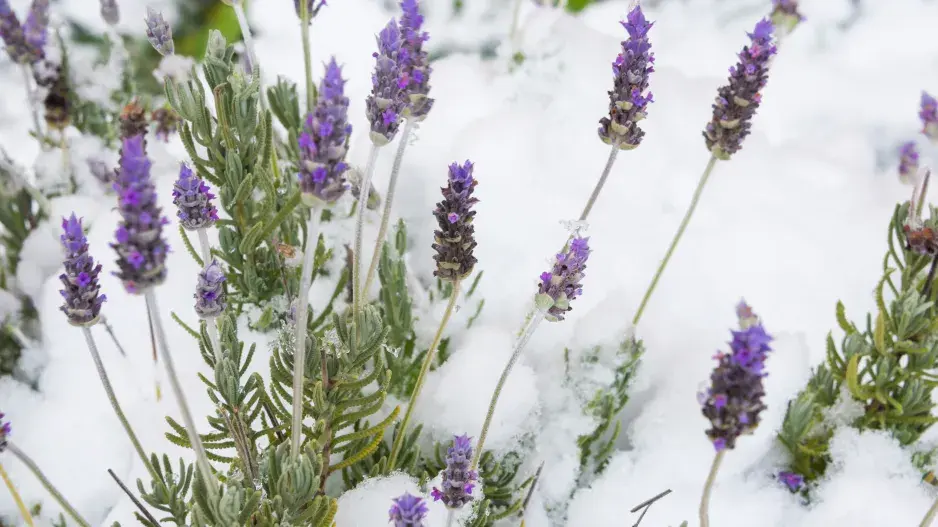Levandule patří mezi teplomilné bylinky