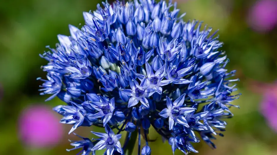 česnek azurový česnek azurový