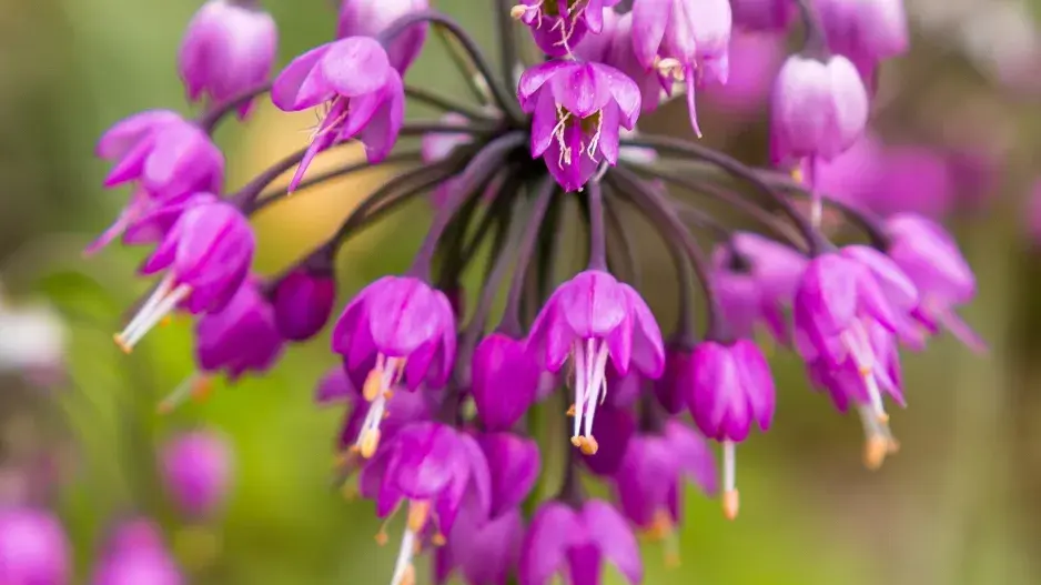 česnek převislý česnek převislý