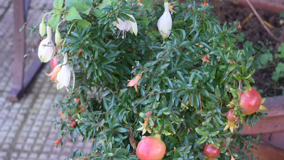 Granátové jablko můžete pěstovat v nádobě