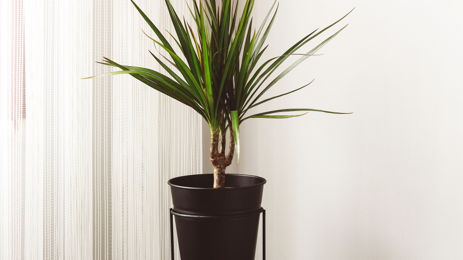 Dracaena