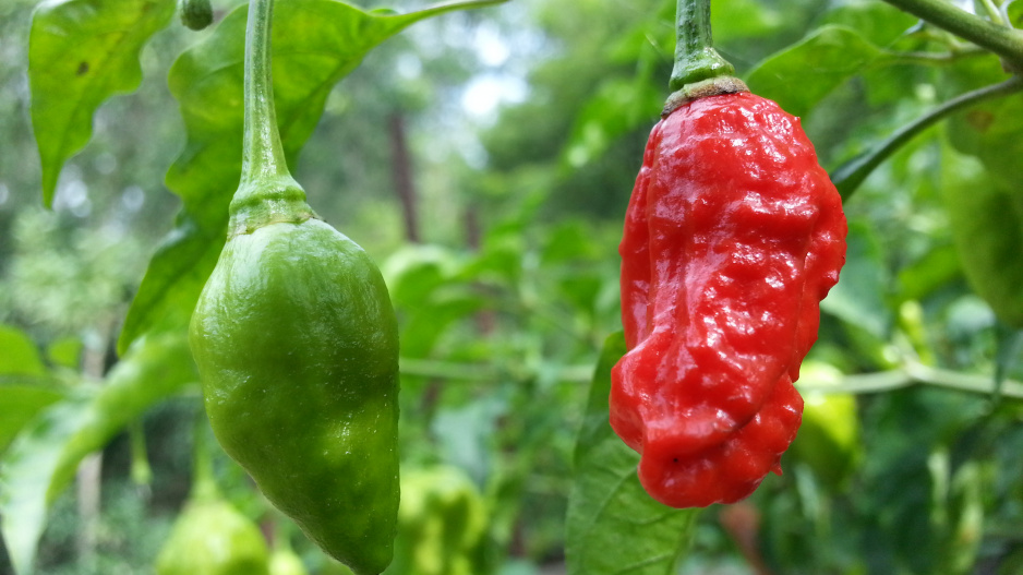 Naga Morich 