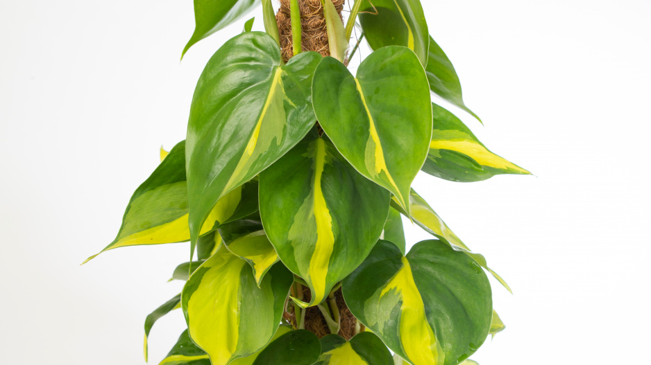 Šplhavec neboli Philodendron šplhavý