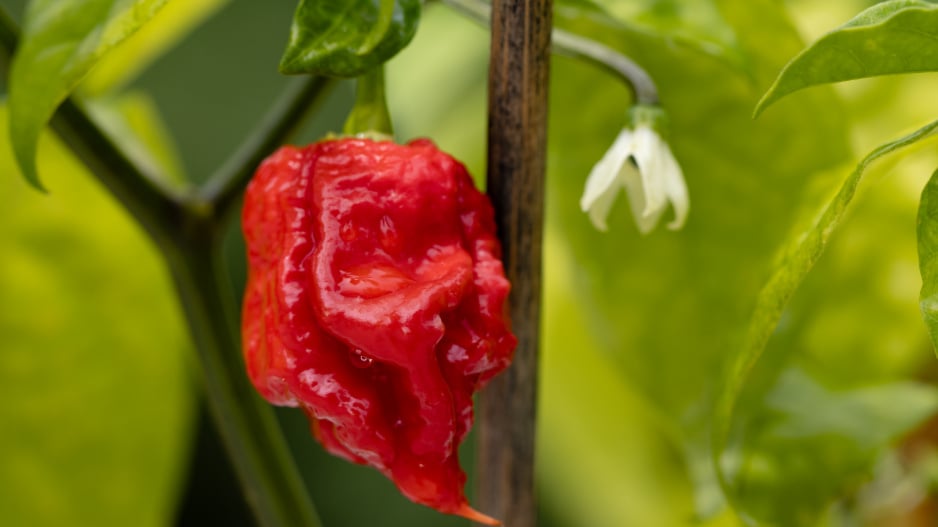 Carolina Reaper 