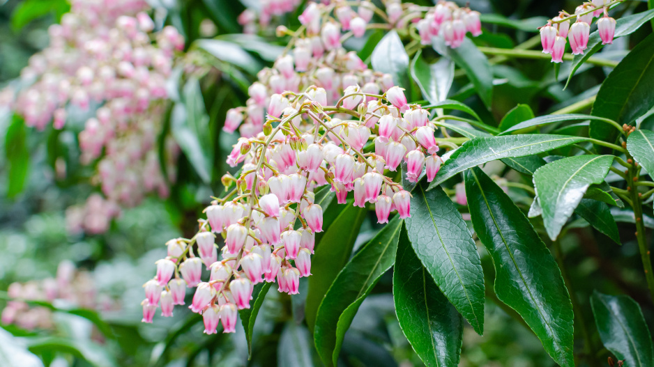 Pieris japonský