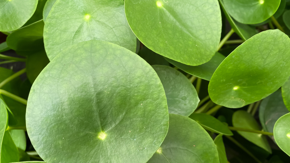 Pilea neboli ufo květina