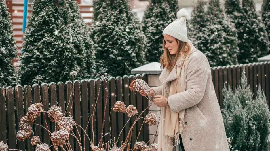 Zazimování trvalek