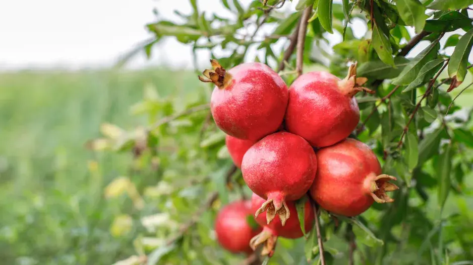 Granátové jablko neboli marhaník granátový