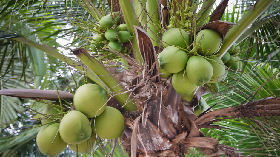 Kokosovník ořechoplodý