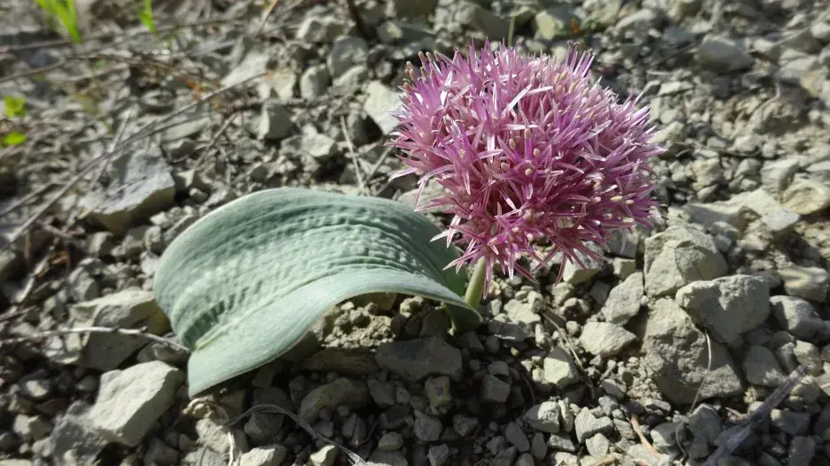 česnek nízký česnek nízký