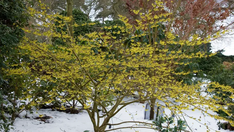 vilín jako solitéra vilín jako solitéra