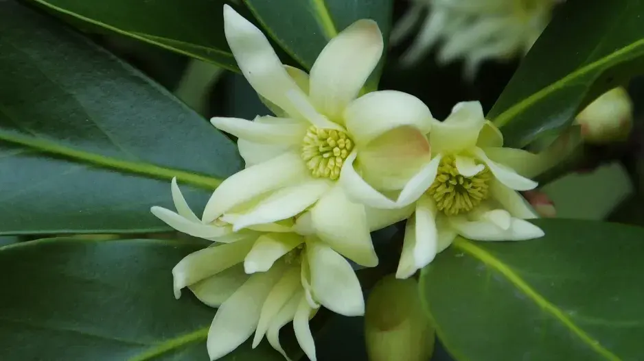 badyáník anýzový badyáník anýzový