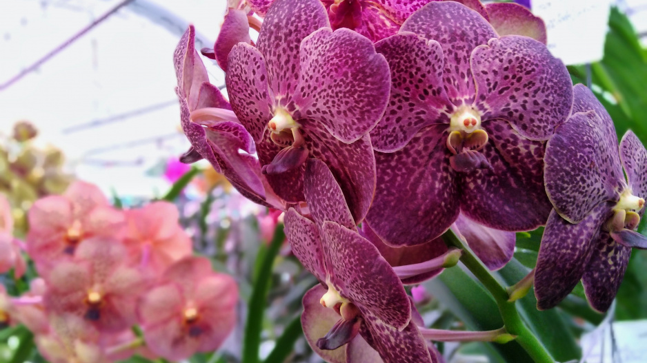 Vanda