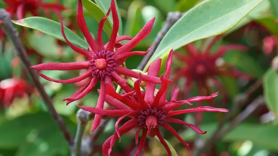 badyáník floridský badyáník floridský