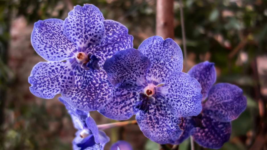 Vanda