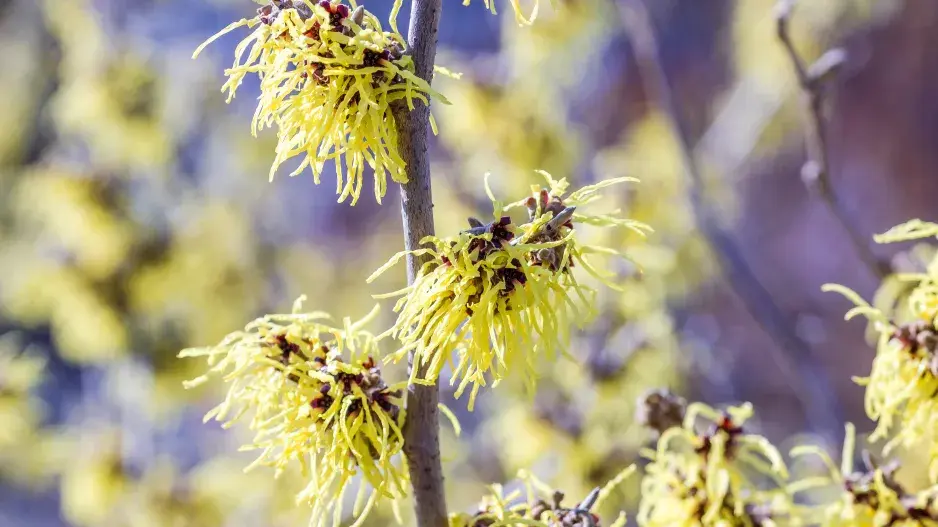 vilín prostřední ´Primavera´ vilín prostřední ´Primavera´