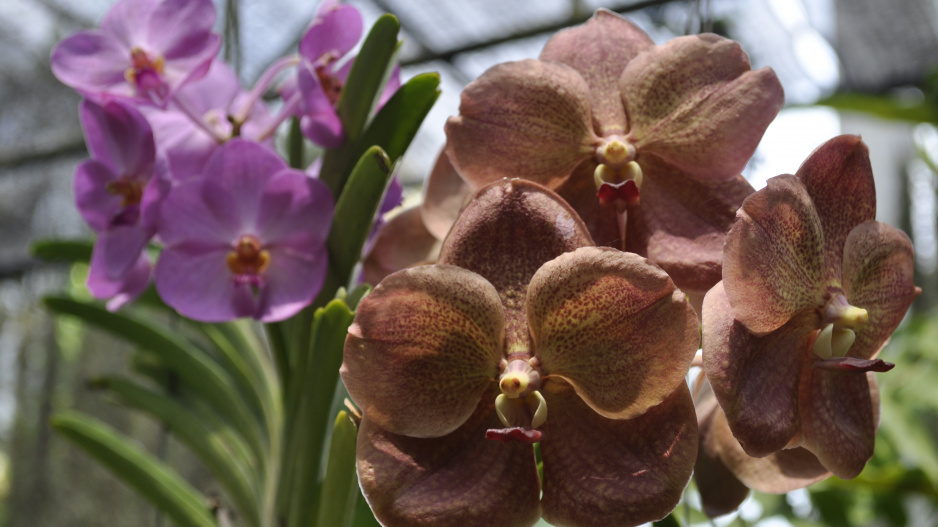 Vanda