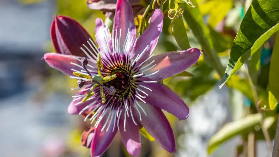 Květ mučenky Květ mučenky