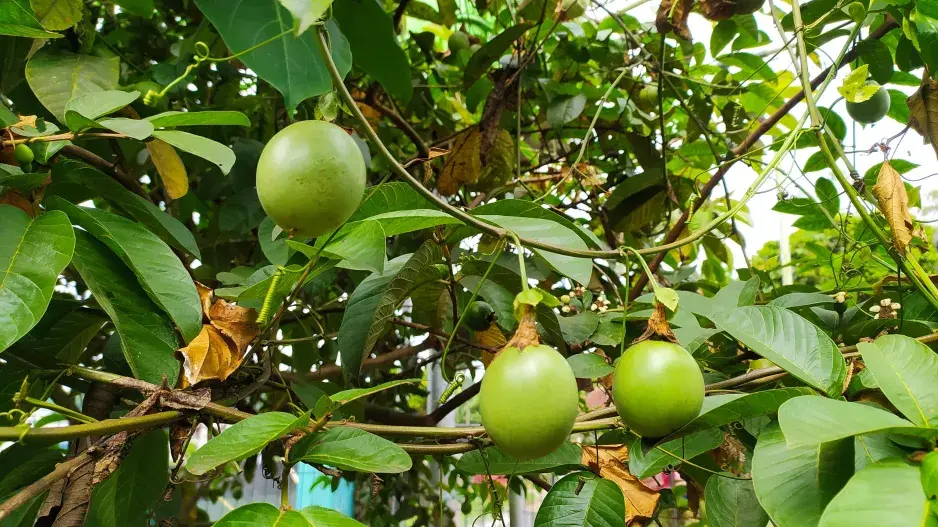 jedlé plody mučenky jedlé plody mučenky