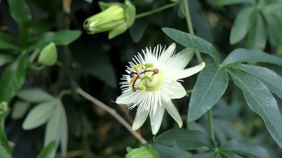 Květ mučenky Květ mučenky