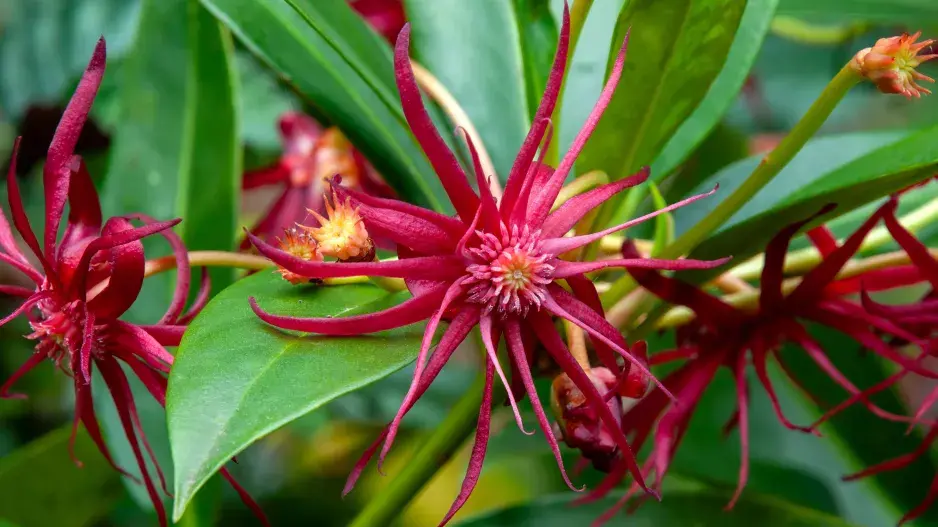 badyáník floridský badyáník floridský