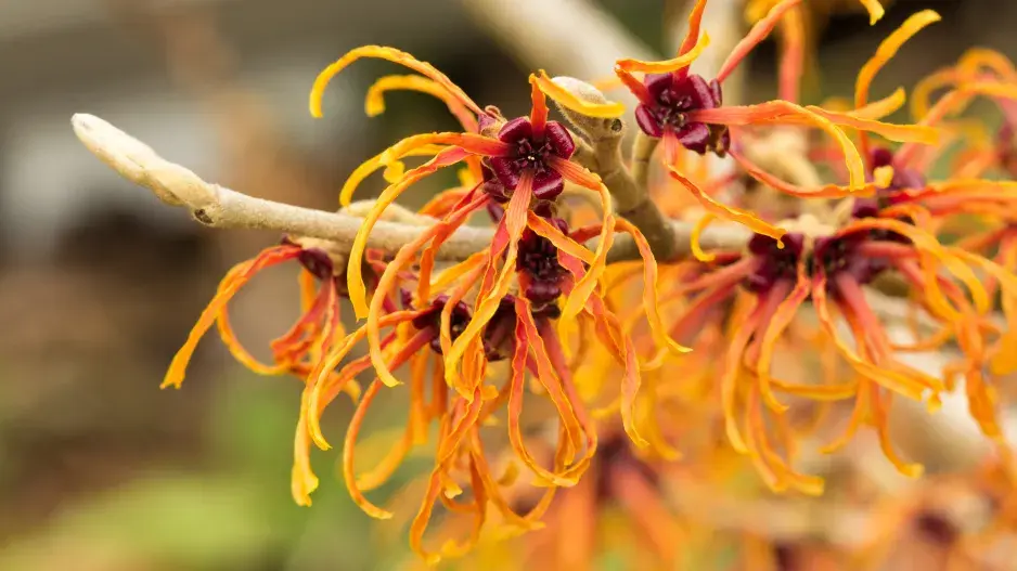 vilín prostřední ´Jelena´ vilín prostřední ´Jelena´