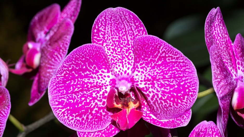 Vanda