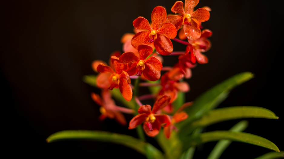 Vanda