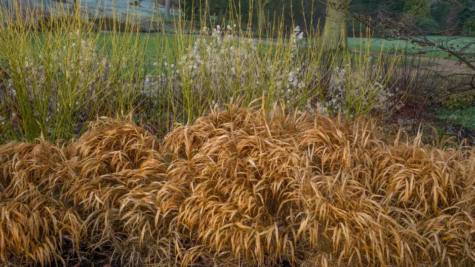 Rákosovka v zimě Rákosovka v zimě