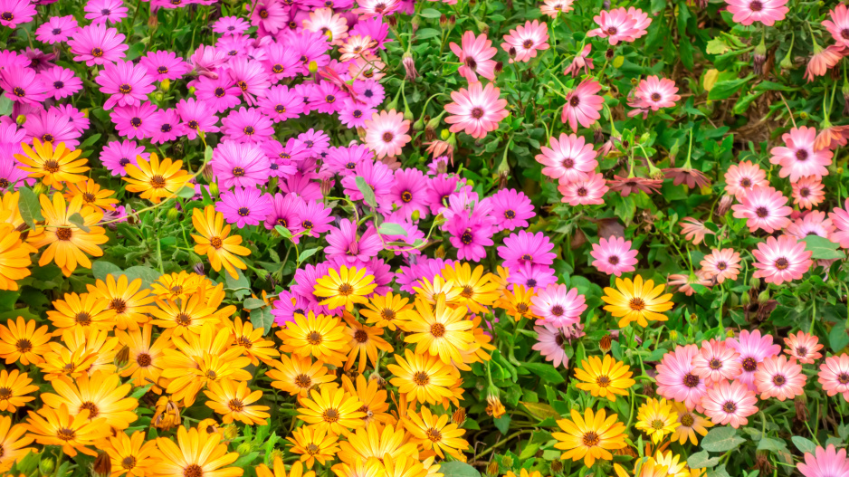 Paprskovka (Osteospermum)