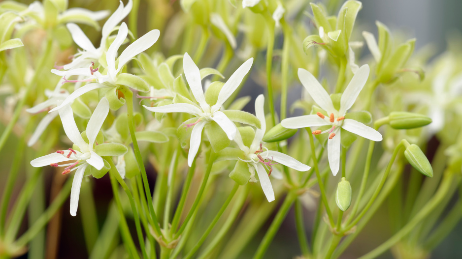 Pelargonium klinghardtense