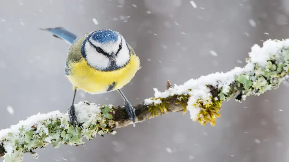 Sýkora modřinka Sýkora modřinka