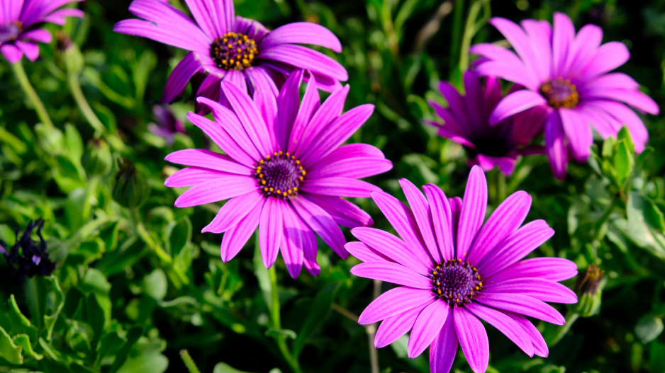 Paprskovka (Osteospermum)