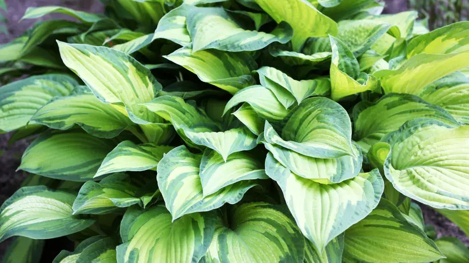 Panašovaná hosta
