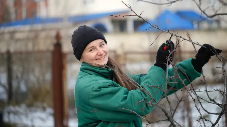 ovocné stromy v zimě