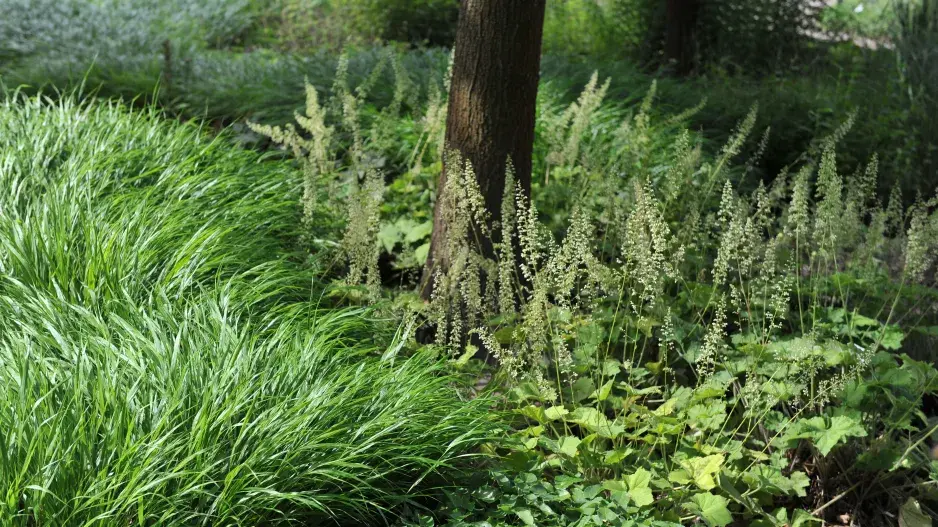 Rákosovka Rákosovka