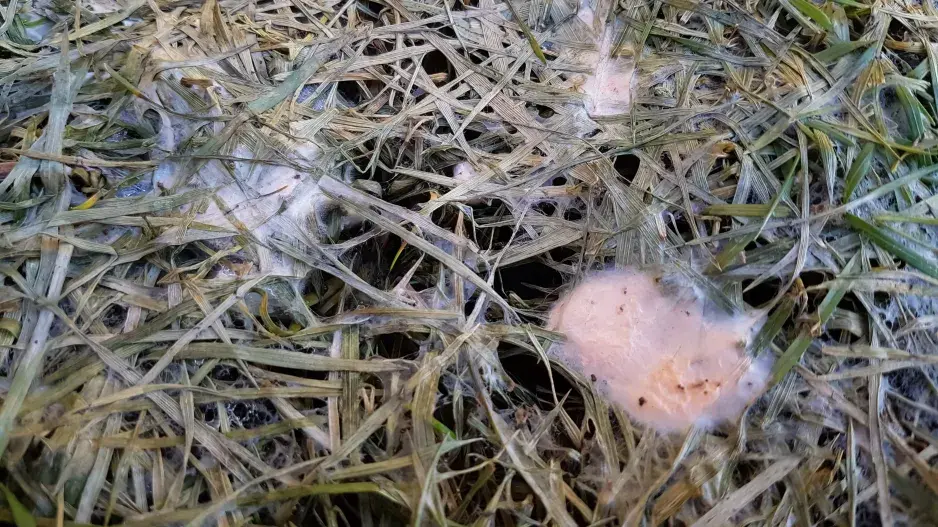 Plíseň sněžná v trávníku