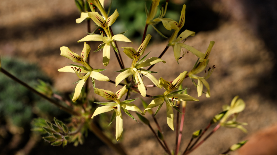 Pelargonium oblongatum