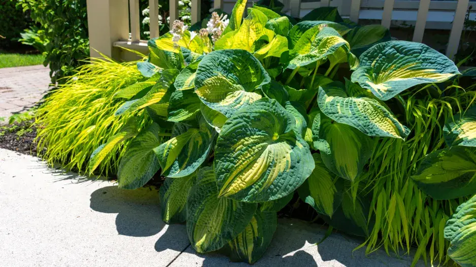 Rákosovka s bohyškou Rákosovka s bohyškou